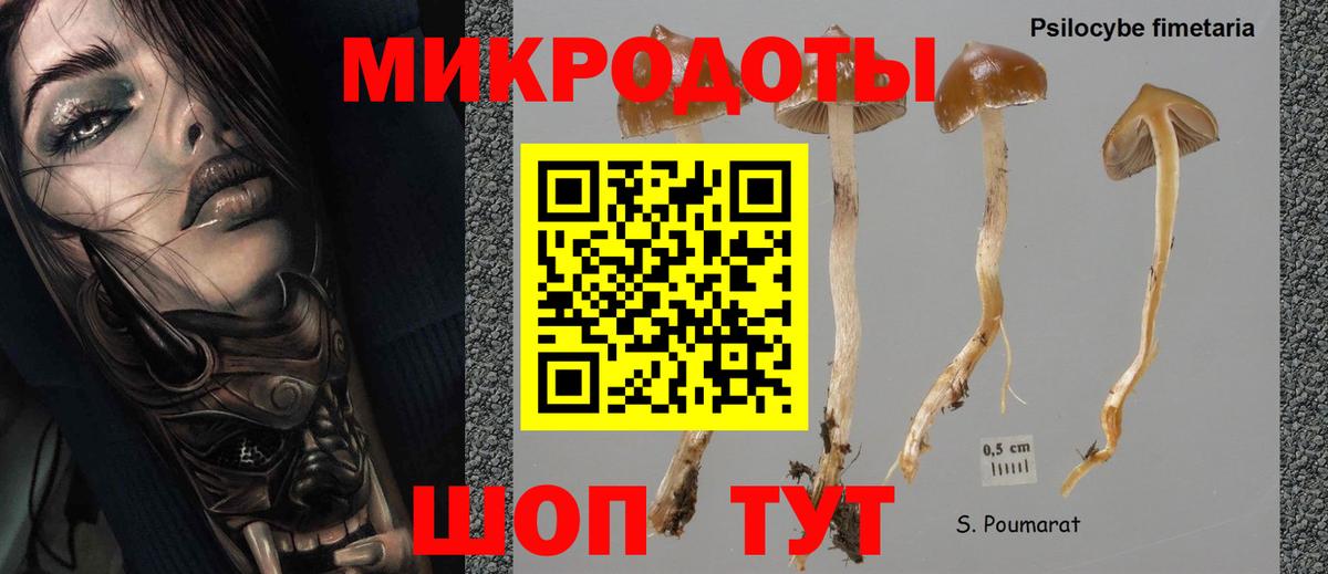 Псилоцибиновые грибы Psilocybe Ижевск